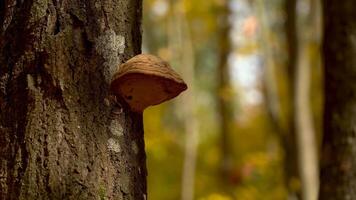 Mushroom On A Tree In The Forest video