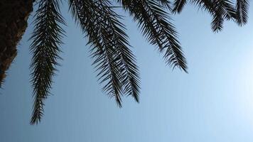 Palm Tree Branches Against The Sky video