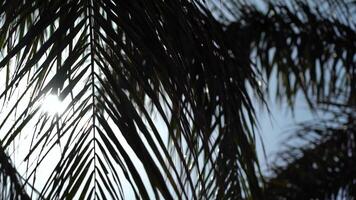 Sun Glare In A Palm Tree Branch video