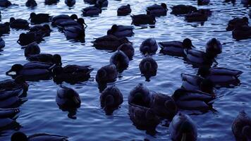 Ducks On The Evening Lake video