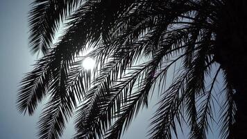 Sun Glare In A Large Palm Tree video