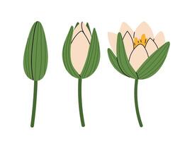 Cream water lily. Closed lily bud, half-open bud and fully blossomed flower. For summer prints, wedding invitations, website backgrounds and mobile apps. vector