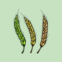 Wheat stalks in different stages of ripeness illustration vector