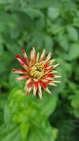 A vibrant flower is in the early stages of blooming, showcasing its red and yellow petals radiating from the center, set against a backdrop of soft-focus greenery. video