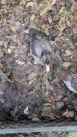 A top-down view of three brown-feathered ducks foraging on a leaf-covered ground, next to a wire fence. The scene is natural and autumnal. video