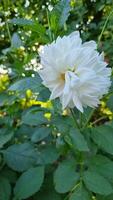 A close-up of a white dahlia in bloom, its soft petals elegantly unfolding amid a backdrop of vibrant green foliage in a sunlit garden. video