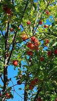 A flourishing apple tree, full of vibrant red apples, stands prominently with its branches reaching up to the clear blue sky, epitomizing a fruitful harvest. video