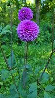 A close-up shot of two perfectly round purple dahlia blooms, radiating beauty amidst green foliage in a serene garden setting. video
