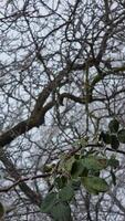 Winter scene with a close-up of green rose leaves covered in frost, with complex, bare tree branches in the background. video