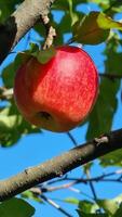 Close-up of a ripe red apple clinging to a branch, with sunlight enhancing its rich color against a backdrop of clear blue sky and green leaves. video