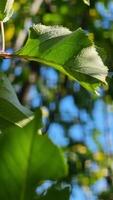 A close-up of a green leaf basking in the sunlight, showcasing delicate textures and edges against a soft-focused backdrop of blurred greenery. video