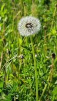 A delicate dandelion puffball is prominently displayed in a sunlit meadow, surrounded by vibrant green foliage and natural growth. video