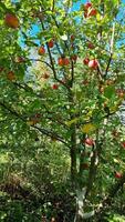 A lush apple tree filled with vibrant red apples stretches its branches skyward, set against a backdrop of clear blue summer skies, inviting a fruitful harvest. video