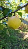 Close-up shot of a yellow apple hanging from a tree branch, bathed in sunlight. The background features blurred green foliage, creating a peaceful orchard ambiance. video