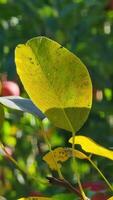 Close-up of a leaf illuminated by sunlight, showcasing its intricate vein pattern and transitioning colors from green to yellow, symbolizing seasonal change. Pear leaves. video