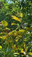 Bright sunshine illuminates leaves transitioning to yellow, framed by lush green foliage, with an apple tree subtly visible in the backdrop. video