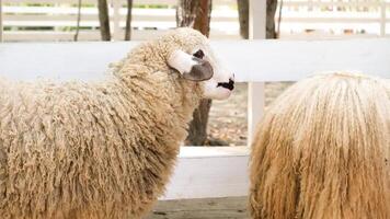 Sheep in the wooden fence at farm, eating and drinking. blackface welsh sheep video