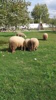rebanho do cara preta galês ovelha dentro uma Prado em exuberante fazenda. ovelha comendo Relva em uma campo video