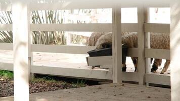 Sheep in the wooden fence at farm, eating and drinking. blackface welsh sheep video