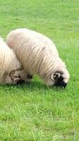 flock of blackface welsh sheep in a meadow on lush farmland. sheep eating grass on a field video