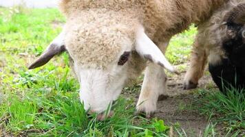 flock of blackface welsh sheep in a meadow on lush farmland. sheep eating grass on a field video