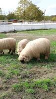 flock of blackface welsh sheep in a meadow on lush farmland. sheep eating grass on a field video