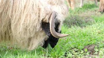 flock of blackface welsh sheep in a meadow on lush farmland. sheep eating grass on a field video