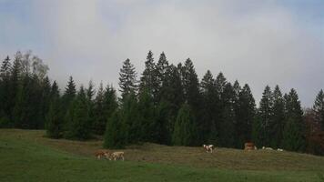 Cows grazing in field of green grass in mountainous and flattering area in autumn. Theme of livestock farming in Bavaria, Germany. Subject animal husbandry in Bayern, Deutschland. Cows in Pasture. video