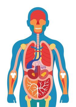 Human body anatomy vector