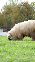 flock of blackface welsh sheep in a meadow on lush farmland. sheep eating grass on a field video