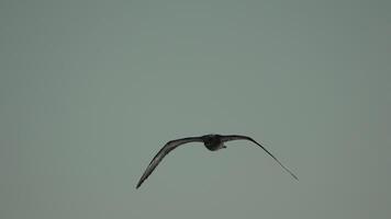 Seagull flying at sunset. Bird is gracefully gliding through air, with wings spread wide. Silhouette of seagull flying in slow motion. Freedom concept. video