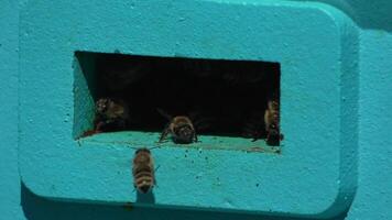 Bees, pollen, hive - Close-up view of bees with colorful pollen on legs near beehive entrance, 240 fps slow motion, pollination process in nature. Apis mellifera video
