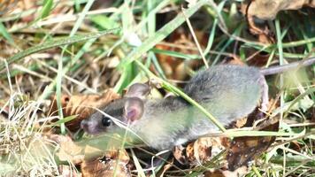 kat spelen met muis of weinig Rat in achtertuin, jaagt in hoog gras buitenshuis. huisdier vangsten knaagdieren. grijs en wit kat Toneelstukken met een muis in tuin. concept van huisdieren natuurlijk instincten. langzaam beweging video