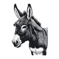 A black and white drawing of a donkey vector