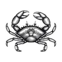 A black and white drawing of a crab vector