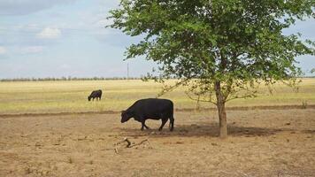 Dark-colored bovine animal, sheltered beneath a tree, is searching for sustenance amid the parched steppe grass, withered by the scorching sun. video
