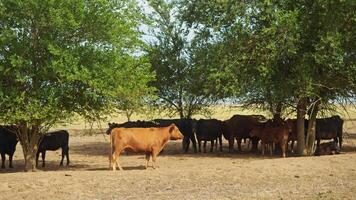 A herd of cattle shelters beneath the shade of trees, seeking refuge from the scorching sun in the arid grassland. Slow motion video