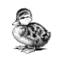 A black and white drawing of a duckling vector