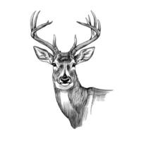 A drawing of a deer head with horns vector