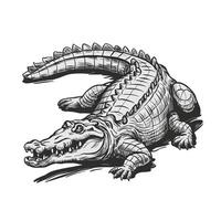 A drawing of an alligator on a white background vector