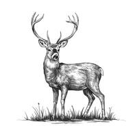 A drawing of a deer standing in the grass vector