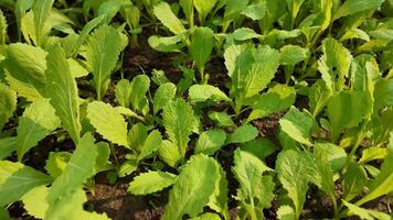 Close up of fresh green mustard seedlings growing in soil, symbolizing sustainable agriculture and Earth Day video