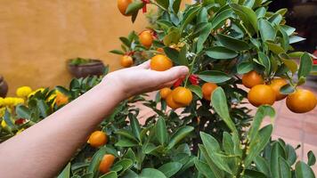 A hand reaches for ripe kumquats on a tree, symbolizing harvest and Lunar New Year video