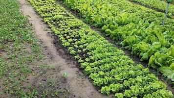 Lush rows of leafy greens growing in a well maintained garden, symbolizing sustainability and Earth Day video