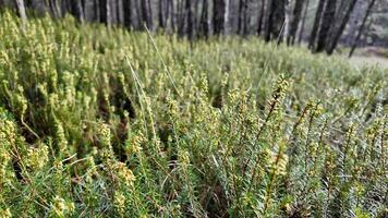 denso verde brezo plantas en un bosque, ideal para conceptos de desierto y tierra día video