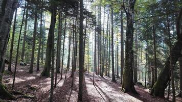 Sunlight filtering through tall, dense forest trees creates a serene ambiance, ideal for Earth Day video