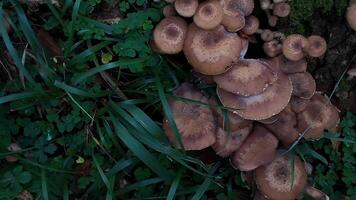 A cluster of mushrooms nestled amidst lush green foliage, symbolizing autumn and foraging adventures video