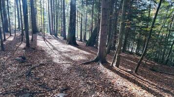 Sunlight filters through a serene autumn forest, highlighting fallen leaves and towering trees concepts, tranquility, nature retreat video