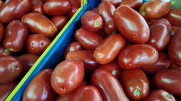 Fresh Roma tomatoes piled in blue crates, symbolizing harvest and Mediterranean cuisine video