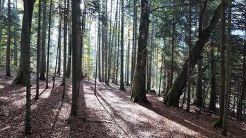 Sunlight filters through a serene, leaf strewn forest, evoking tranquility and the spirit of Earth Day video